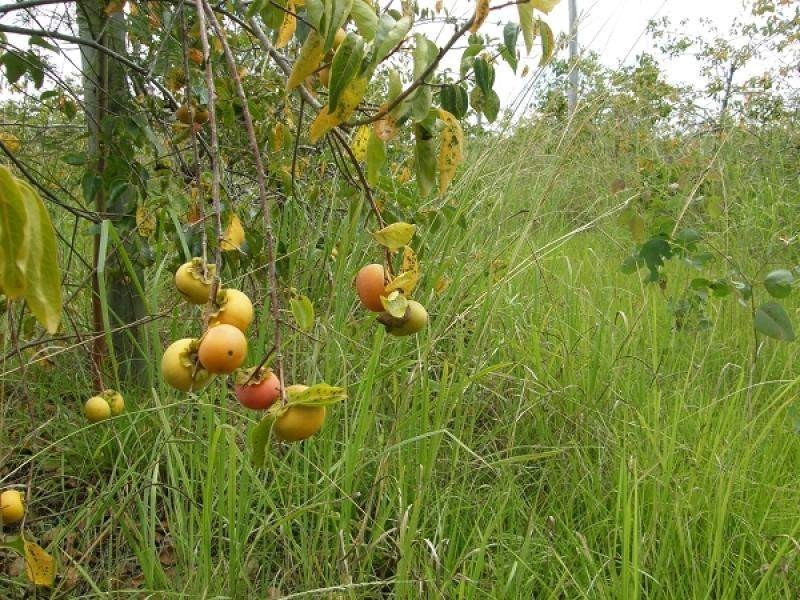 17/115 West Lanitza Road, Lanitza NSW 2460