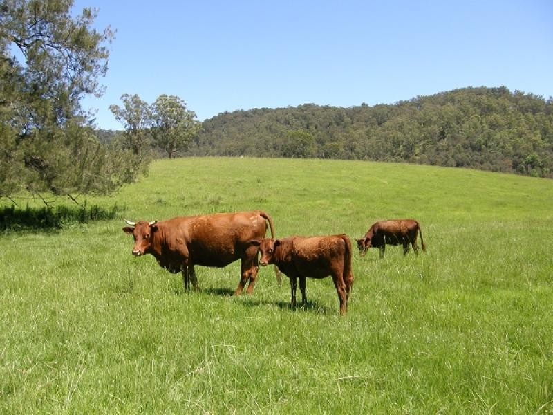 2378 Old Glen Innes Road, Buccarumbi NSW 2460