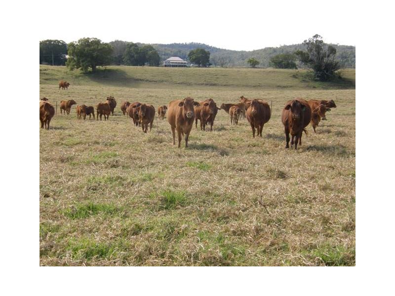 2201 Clarence Way, Upper Copmanhurst NSW 2460