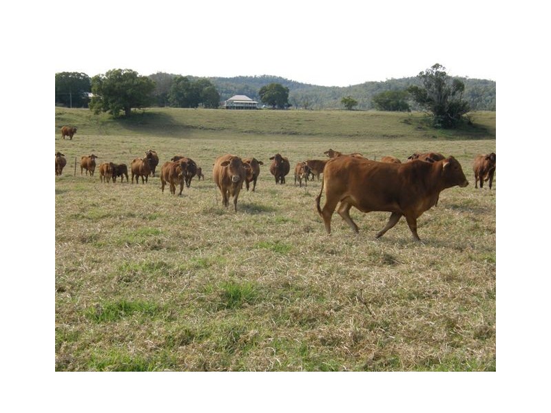 2201 Clarence Way, Upper Copmanhurst NSW 2460