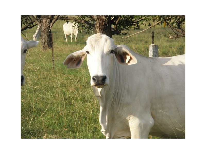 Various Lots Orara Downs Lane, Levenstrath NSW 2460