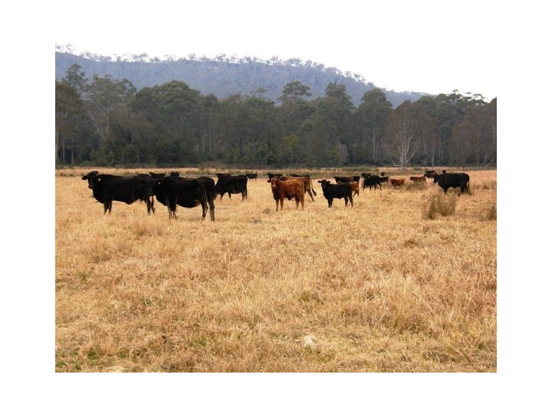 554 Middle Creek Road, Kangaroo Creek NSW 2460