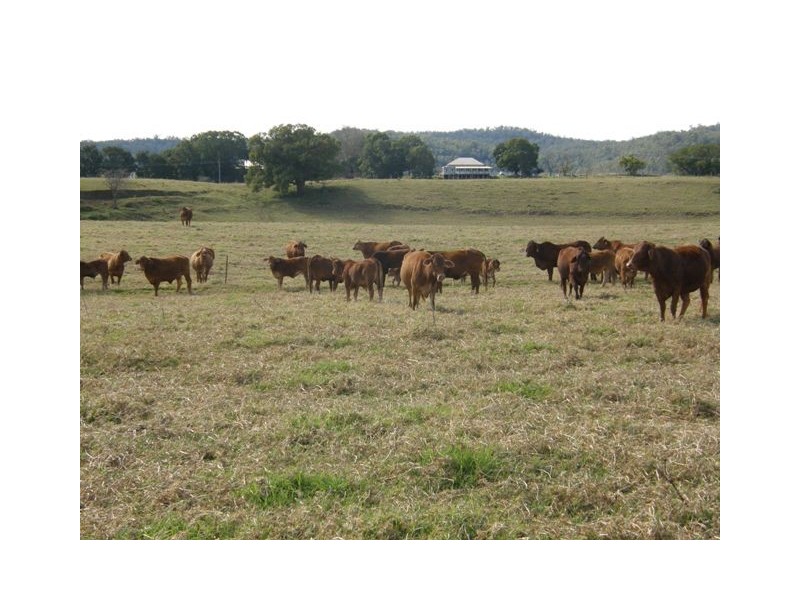 2201 Clarence Way, Upper Copmanhurst NSW 2460