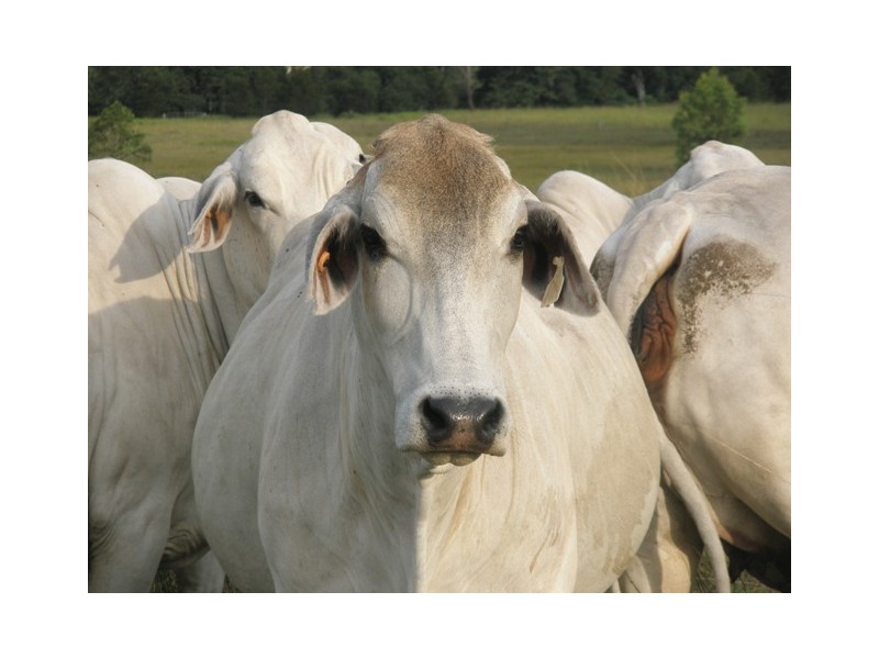 Various Lots Orara Downs Ln, Levenstrath NSW 2460