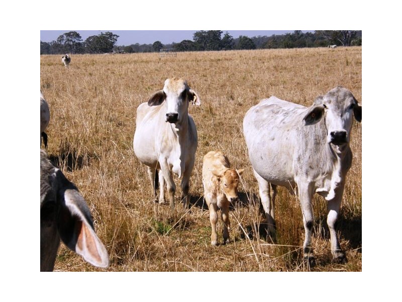 Various Lots Orara Downs Ln, Levenstrath NSW 2460