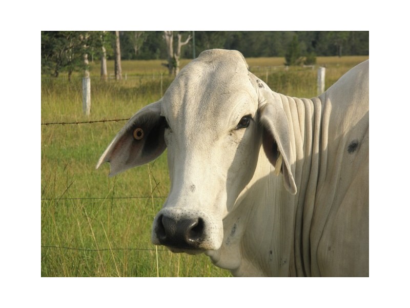 Various Lots Orara Downs Ln, Levenstrath NSW 2460