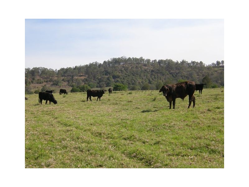 2287 Clarence Way, Upper Copmanhurst NSW 2460