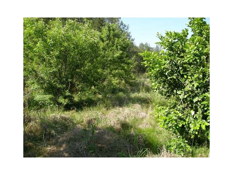 3390 Old Glen Innes Road, Buccarumbi NSW 2460