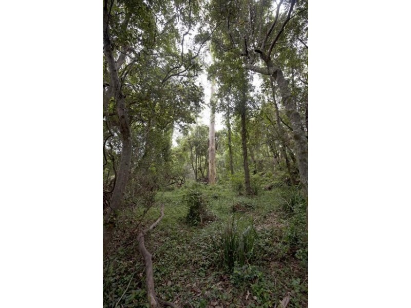 Lot 137 Curlew Drive, Lanitza NSW 2460