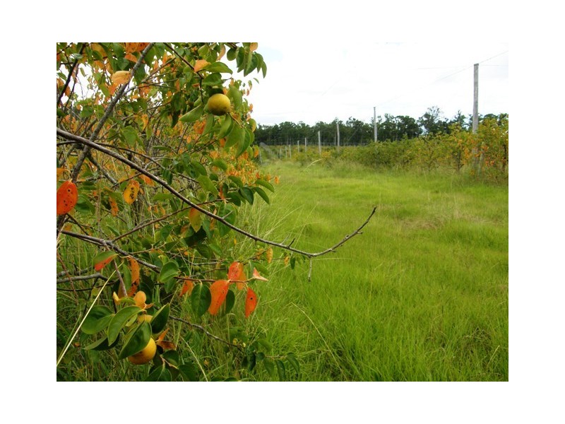 Lot 110 West Lanitza Road, Lanitza NSW 2460