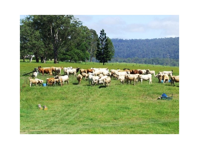 2469 Kangaroo Creek Road, Kangaroo Creek NSW 2460