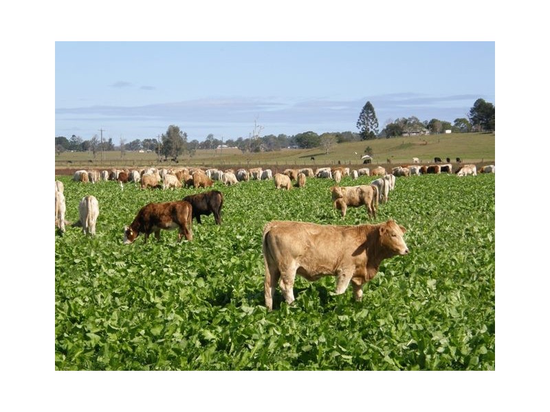 1931 Lawrence Road, Lower Southgate NSW 2460