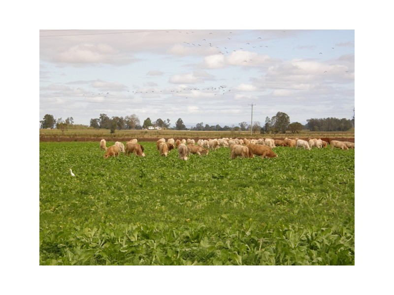 1931 Lawrence Road, Lower Southgate NSW 2460