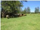 2788 Kangaroo Creek Rd, Kangaroo Creek NSW 2460