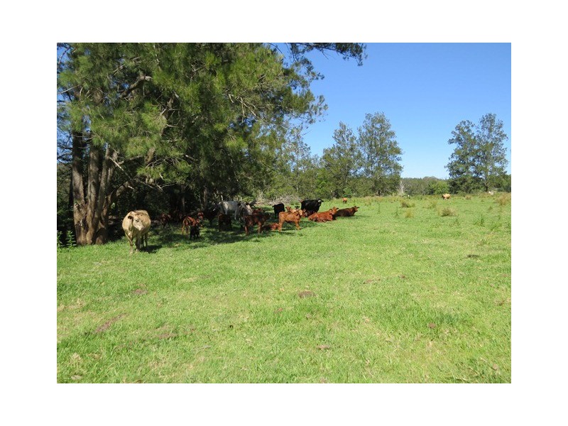2788 Kangaroo Creek Rd, Kangaroo Creek NSW 2460