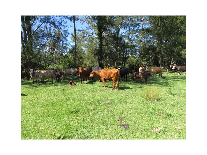 2788 Kangaroo Creek Rd, Kangaroo Creek NSW 2460