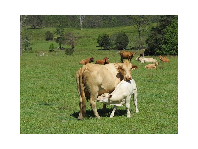 2788 Kangaroo Creek Rd, Kangaroo Creek NSW 2460