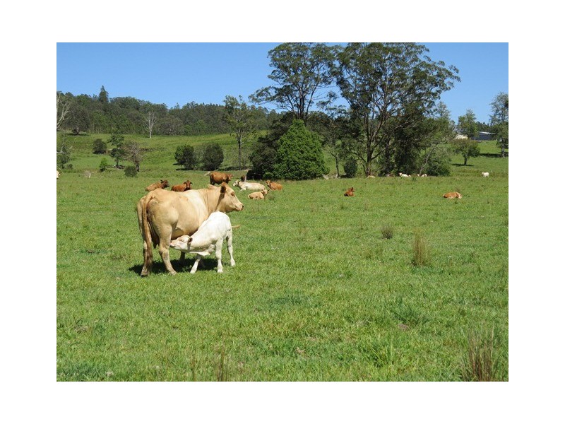 2788 Kangaroo Creek Rd, Kangaroo Creek NSW 2460