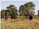 517 Gilletts Ridge Road, Coldstream NSW 2462