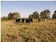 517 Gilletts Ridge Road, Coldstream NSW 2462