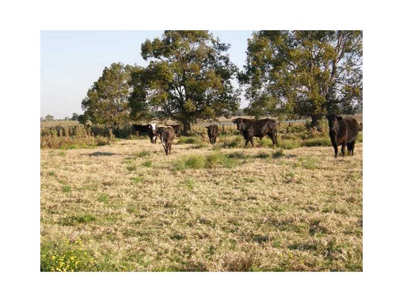 517 Gilletts Ridge Road, Coldstream NSW 2462