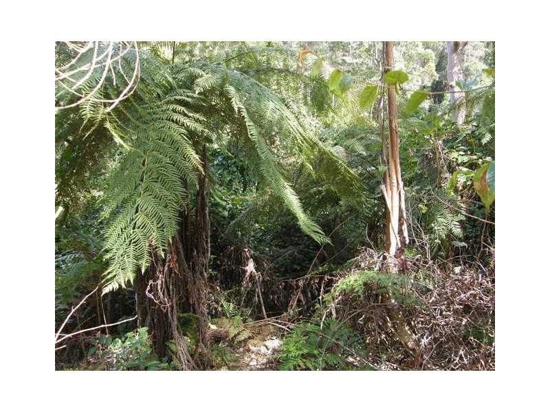 2493 Blacksmith Shop Rd, Newton Boyd NSW 2370