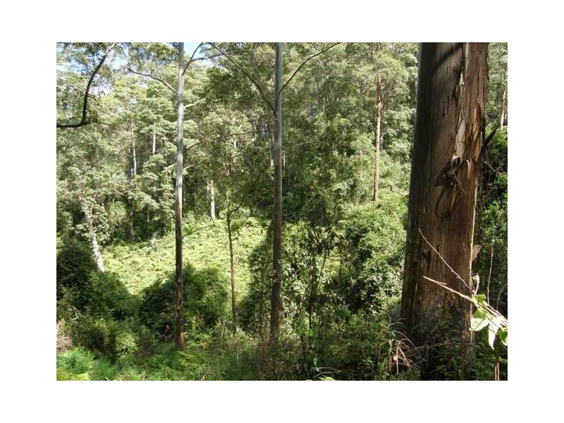 2493 Blacksmith Shop Rd, Newton Boyd NSW 2370