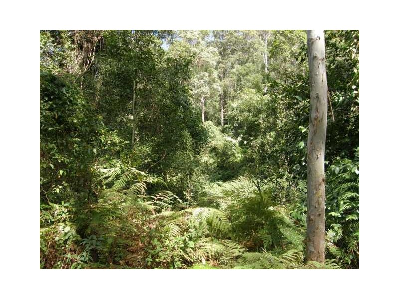 2493 Blacksmith Shop Rd, Newton Boyd NSW 2370