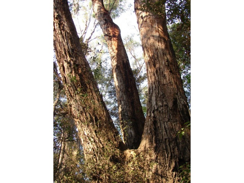 Lot 56 Sportsman Creek Conservation Area, Dilkoon NSW 2460