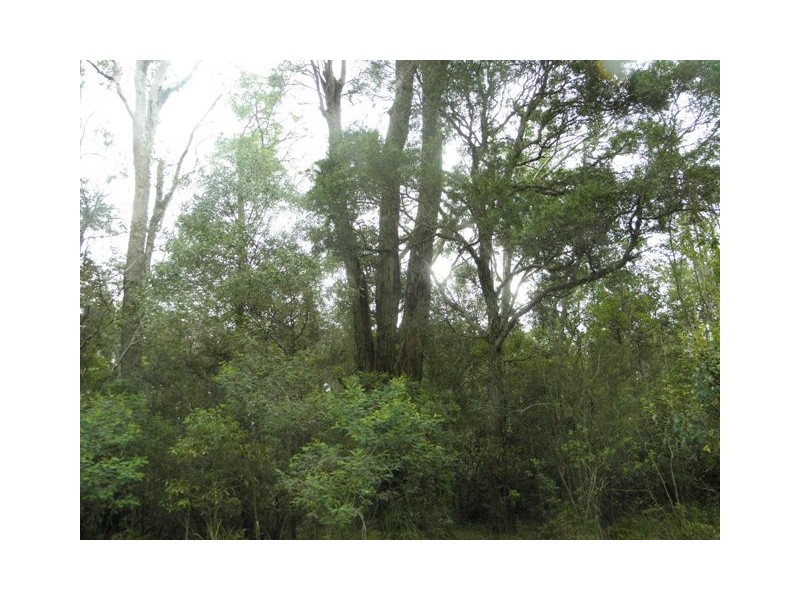 Lot 56 Sportsman Creek Conservation Area, Dilkoon NSW 2460