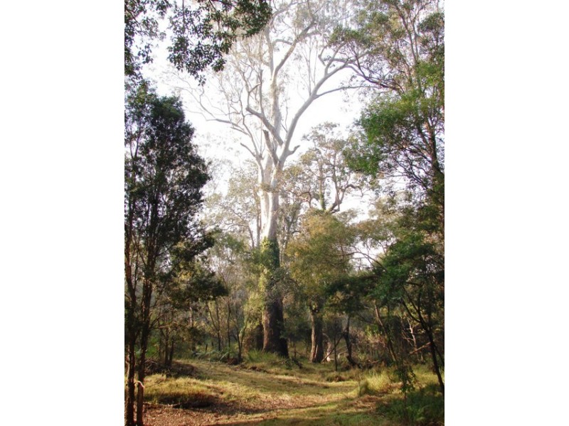 Lot 56 Sportsman Creek Conservation Area, Dilkoon NSW 2460