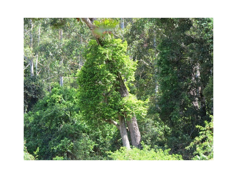 Lot 63 Kangaroo Creek Road, Kangaroo Creek NSW 2460