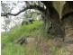 . Armidale Road, Blaxlands Creek NSW 2460