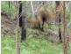 . Armidale Road, Blaxlands Creek NSW 2460