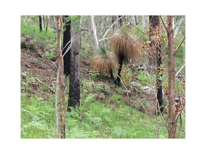 . Armidale Road, Blaxlands Creek NSW 2460
