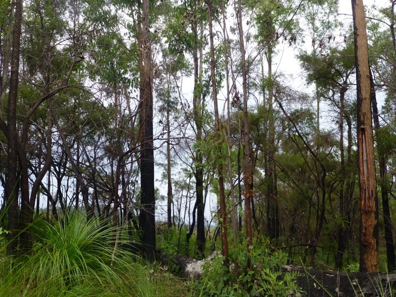 5 Ayre Close, The Pinnacles NSW 2460