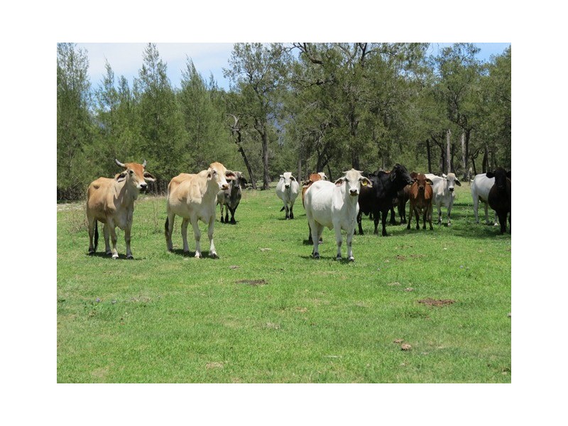 9427 Old Grafton Road, Newton Boyd NSW 2370