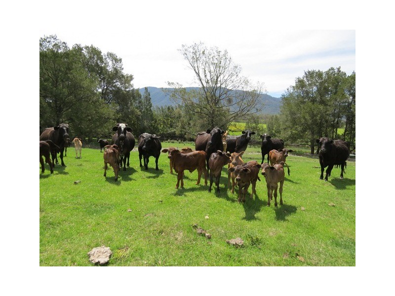 9427 Old Grafton Road, Newton Boyd NSW 2370