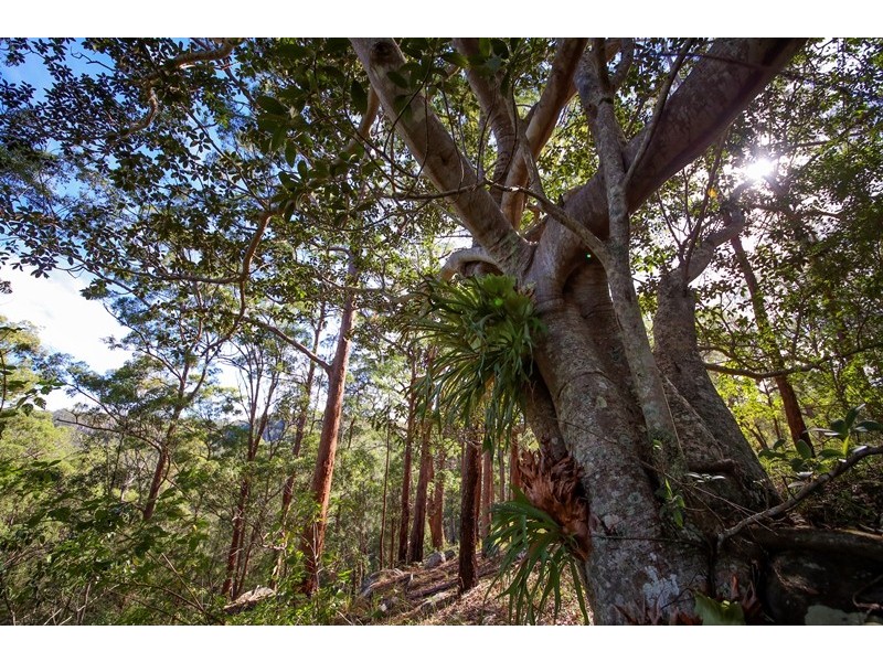 Lot 2761 Kangaroo Creek Road, Kangaroo Creek NSW 2460