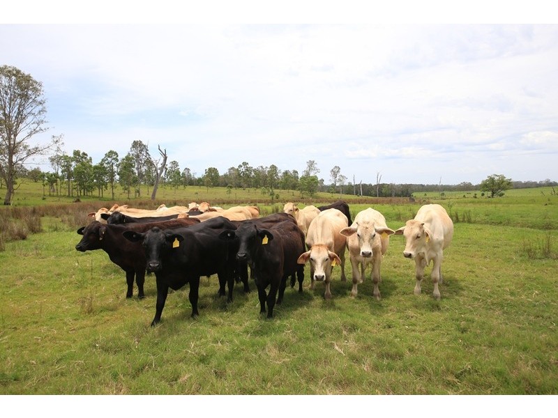 3/109 Ellem Lane, The Whiteman NSW 2460