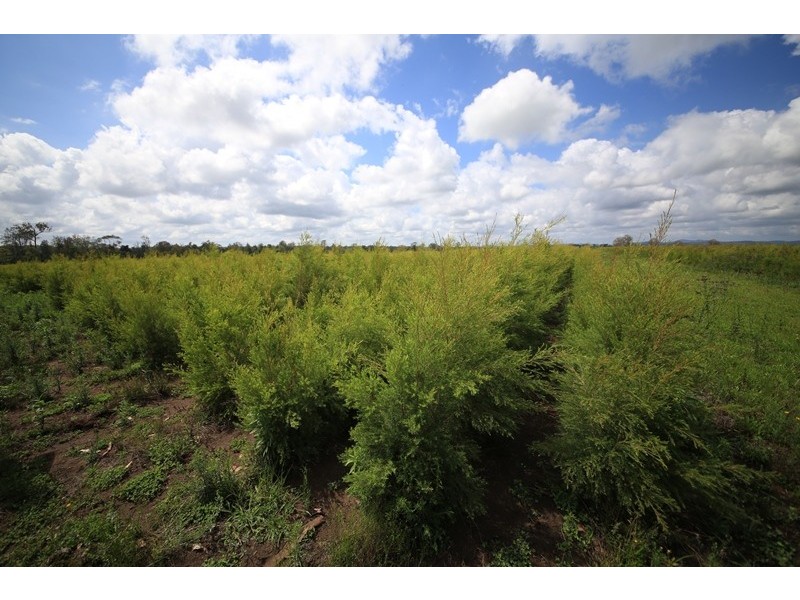 103 Orara Downs Lane, Levenstrath NSW 2460