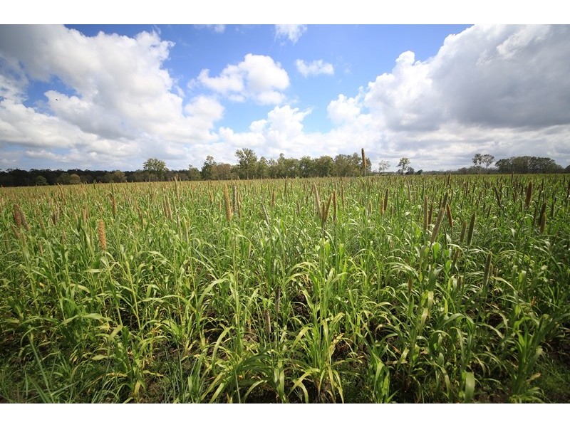 103 Orara Downs Lane, Levenstrath NSW 2460