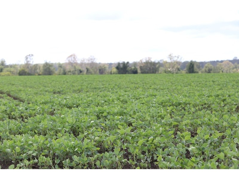 103 Orara Downs Lane, Levenstrath NSW 2460