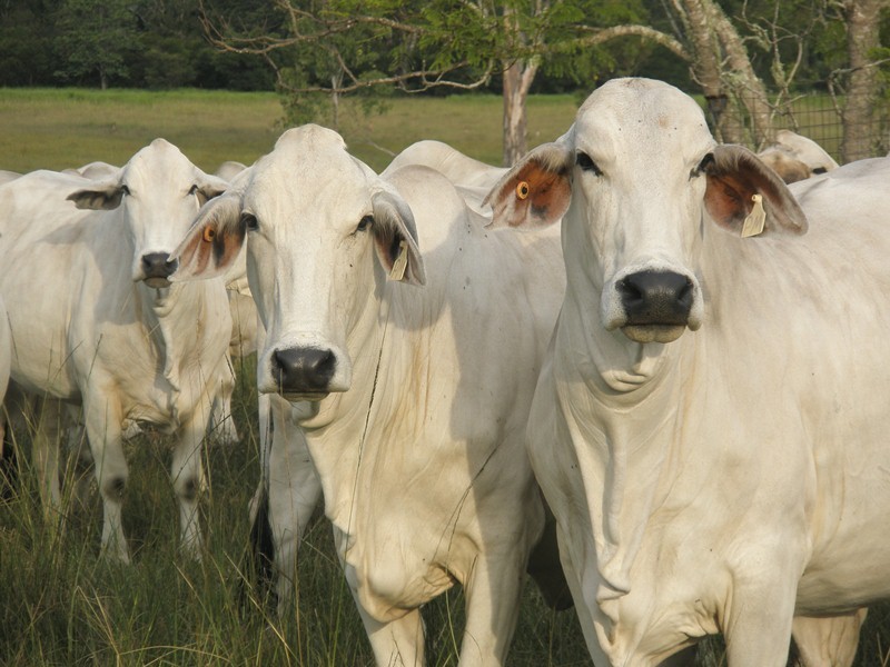 103 Orara Downs Lane, Levenstrath NSW 2460