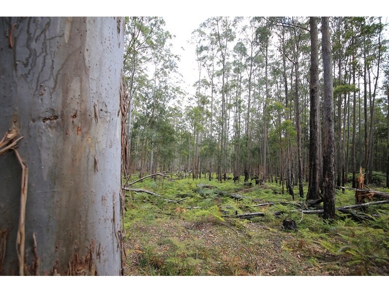 1038 Ellis Forest Road, Dundurrabin NSW 2453