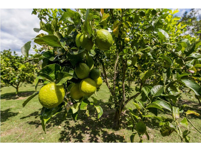 300 Gorge Road, Lilydale NSW 2460