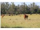 2298 Coaldale Road, Coaldale NSW 2460
