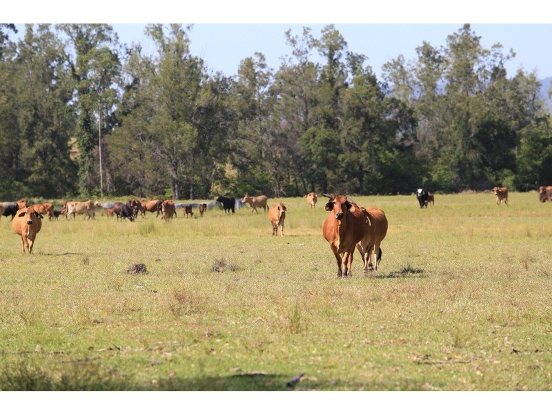 2298 Coaldale Road, Coaldale NSW 2460