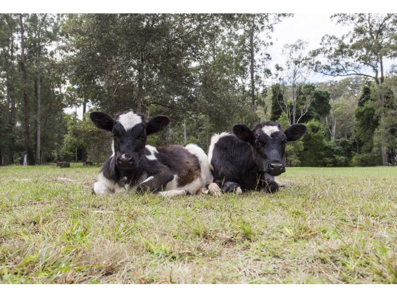 269 Blackbutt Rd, Kremnos NSW 2460