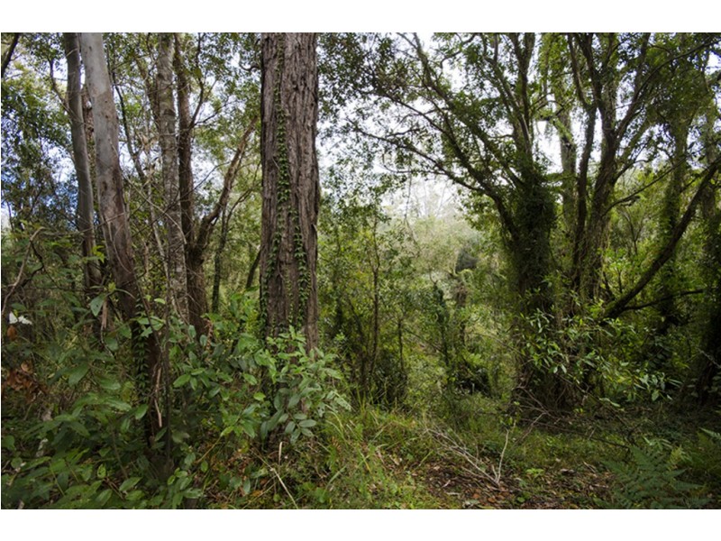 1121 Clarence Way, Whiteman Creek NSW 2460